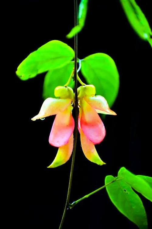 像鳥兒一樣靈動的禾雀花