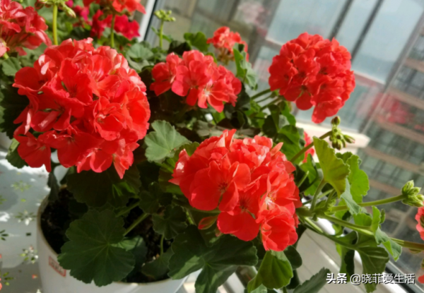 15種花有毒，家裡有老人、小孩、孕婦或寵物，要慎養