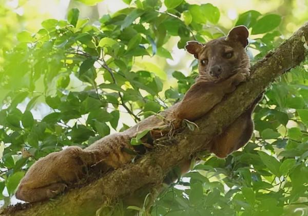 馬島獴:獅身狗嘴貓鬍鬚,如同“縫合怪”,是怎麼進化成這樣的? 馬島獴:獅身狗嘴貓鬍鬚,如同“縫合怪”,是怎麼進化成這樣的?
