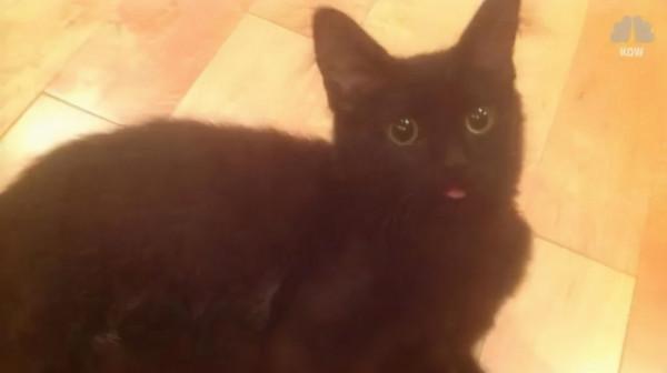 貓咪在走丟5年後，與鏟屎官再次重逢：多麼美好的緣分呀