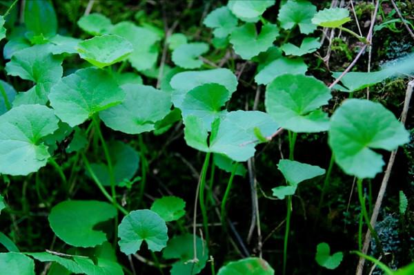 農村這種看似是野菜的馬蹄草，不僅是一味中草藥，也能煮湯喝