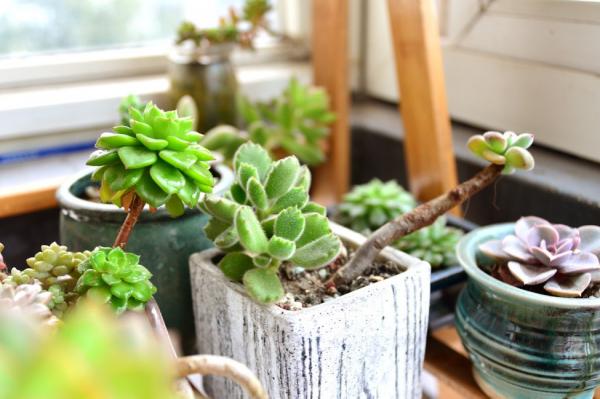 同心傳譯‖許願盆