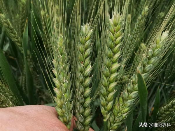 這五個小麥品種，年種植面積均超過500萬畝