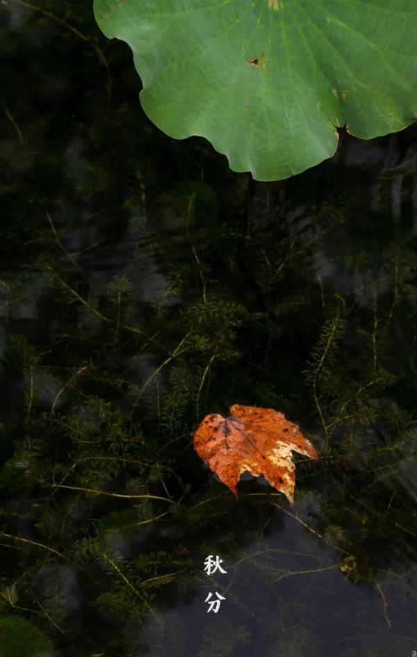 今日秋分|秋水澄澈,與天地相融 今日秋分|秋水澄澈,與天地相融