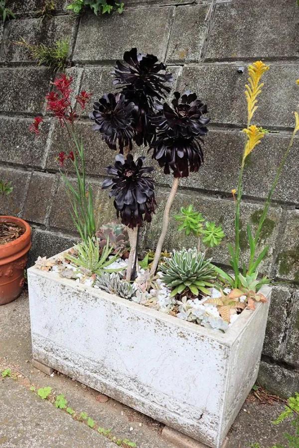 老人改造一個25年的70平米老花園,網友:幸福美滿的退休生活 老人改造一個25年的70平米老花園,網友:幸福美滿的退休生活