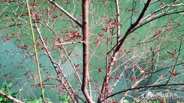 少年更事：被遺棄的神秘城區