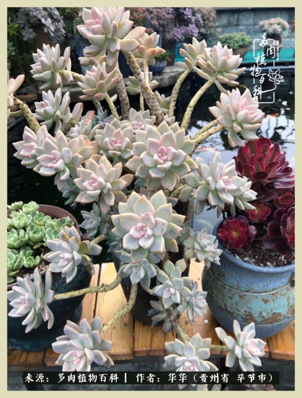 我的造園之夢：鮮花、多肉、錦鯉，這才是樓頂花園該有的樣子