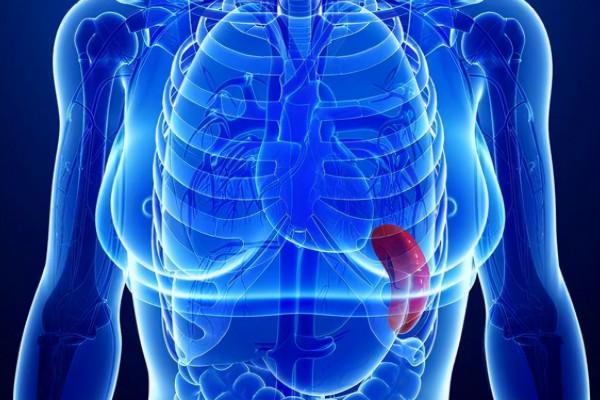 認識脾臟和肝臟的關係，肝病也會引起脾臟的病變