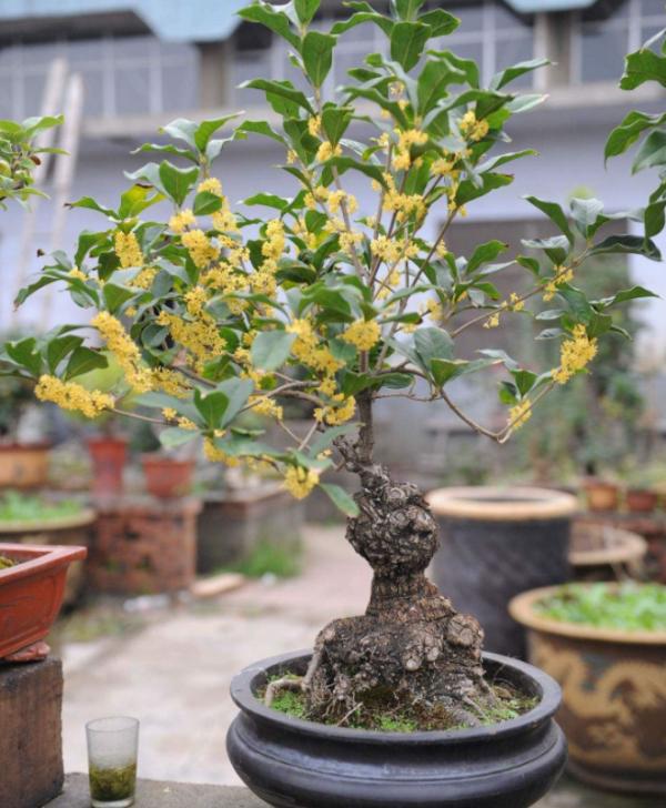 家裡養這6種盆景樹,花期長,香味還健康怡人,擺客廳最好 家裡養這6種盆景樹,花期長,香味還健康怡人,擺客廳最好