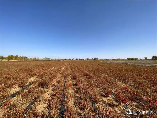 產地一斤10元還在漲,商販擔心缺貨,農民積極售賣:行情太難得 產地一斤10元還在漲,商販擔心缺貨,農民積極售賣:行情太難得