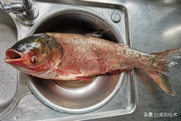 用海竿博大魚 老釣友詳解輕鬆上大貨的小技巧