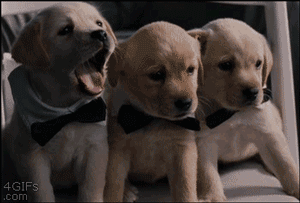 妹子養了一隻超萌的金毛寶寶,但幾個月後……怎麼變“哈士奇”了 妹子養了一隻超萌的金毛寶寶,但幾個月後……怎麼變“哈士奇”了