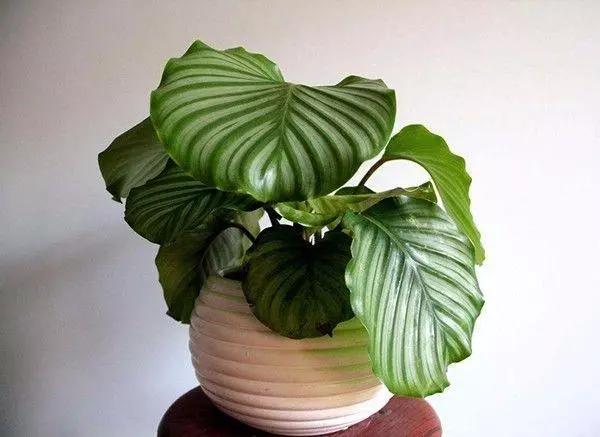 這些花草難過冬，現在就要注意了