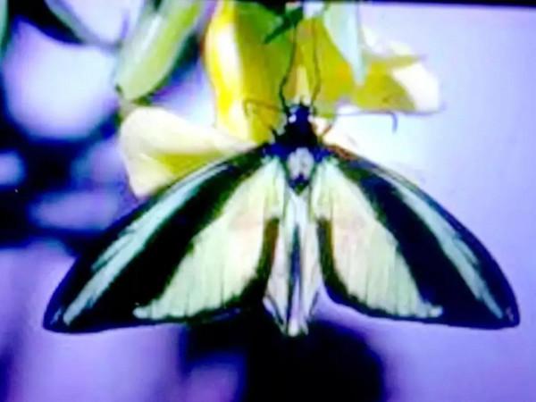 友，青悅帶你去看小可愛呦