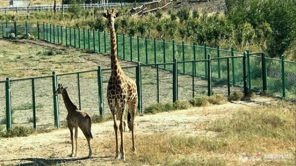 首次繁育成功！新疆天野兩隻長頸鹿寶寶將在國慶節期間亮相