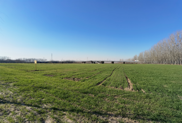 防治揚塵、耕種糧食“兩不誤”！潞城鎮近千畝騰退地種上冬小麥