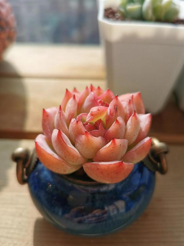 新入手的一批小可愛呀