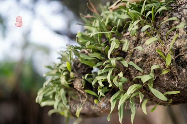 海南古村落----羅驛村