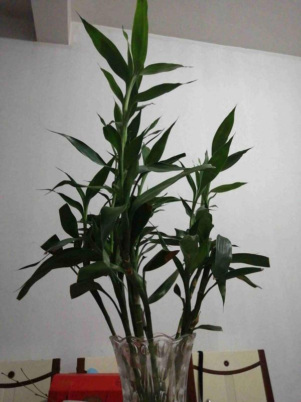 10種“招財花”養家裡，耐陰好養，有吉祥好兆頭