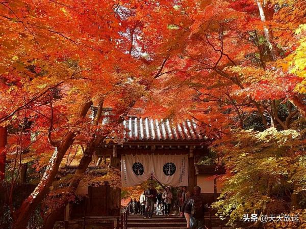 2021年11月京都紅葉觀賞資訊