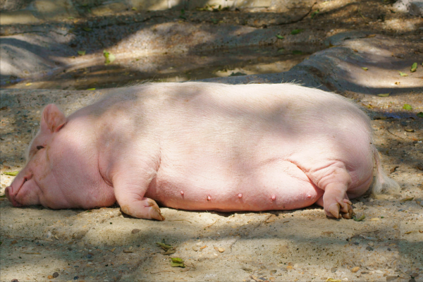 豬脖子腫大呼吸困難是什麼病？豬脖子腫大怎樣治療？三個治療方法