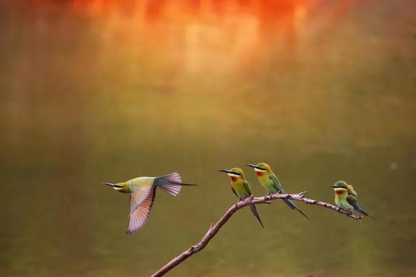 “中國最美小鳥”到底有多美？