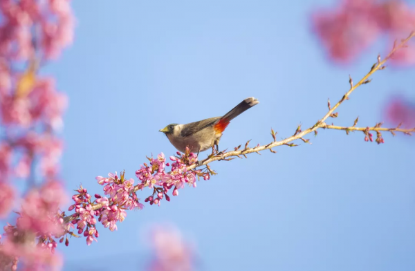羨慕了！西昌人，你的早櫻美景正在派送中，請接收