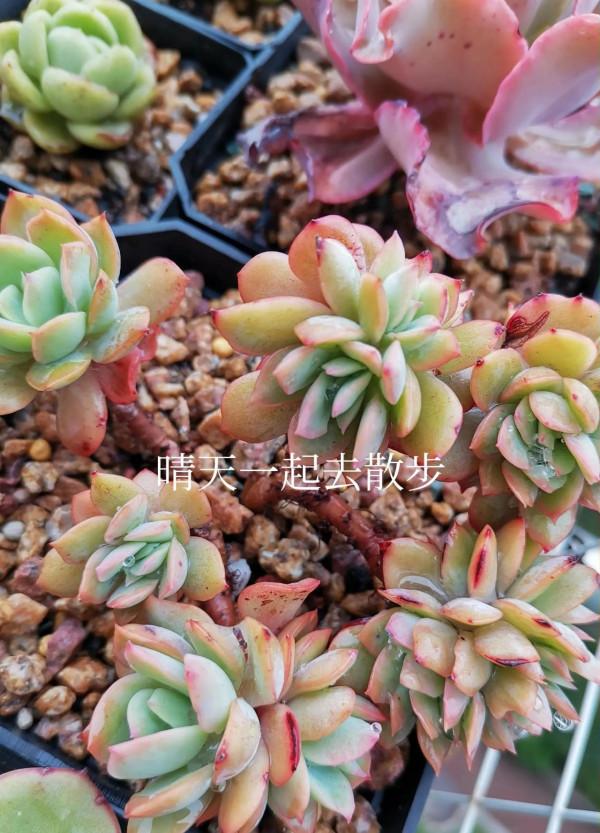 我言秋日勝春朝