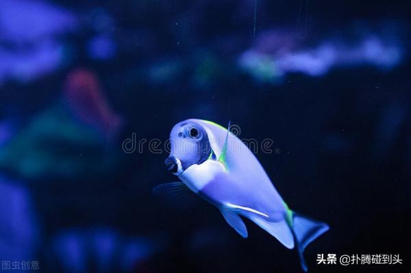 動物會像孫悟空那樣畫“禁圈”嗎？