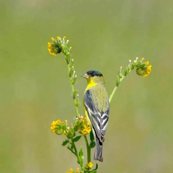 分享圖片&mdash;&mdash;美麗彩色小鳥集錦