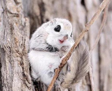 常見寵物鼠的種類有哪些? 常見寵物鼠的種類有哪些?