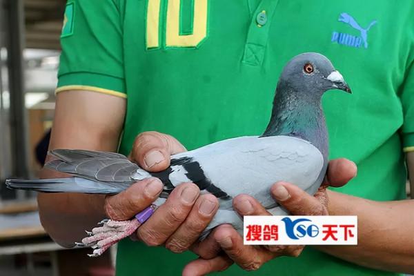 鴿不可貌相 都說我長的醜,但是能飛 鴿不可貌相 都說我長的醜,但是能飛