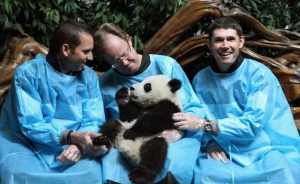 中國國寶無法歸國？美議員擬定反華提案，欲阻止在美新生熊貓回國