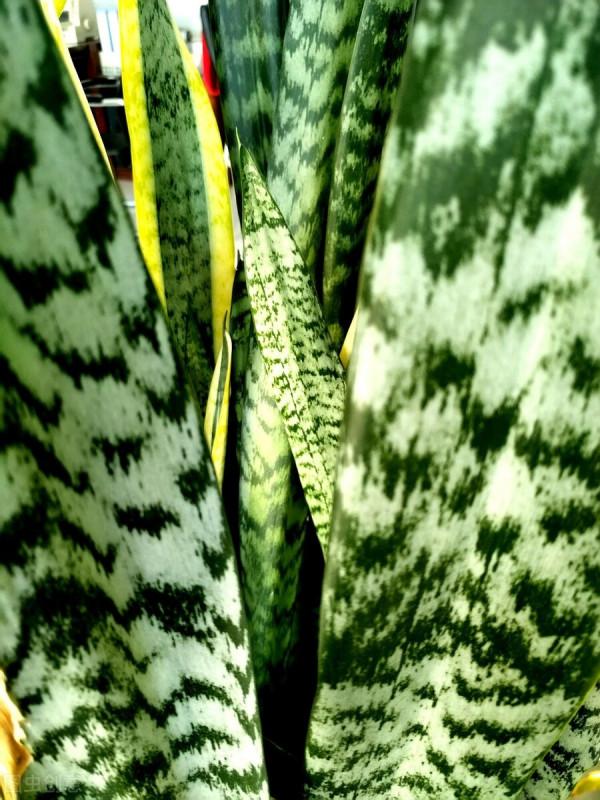 6種花葉子超大,養在客廳很有範,“吉祥”又美麗,深受主婦喜愛 6種花葉子超大,養在客廳很有範,“吉祥”又美麗,深受主婦喜愛