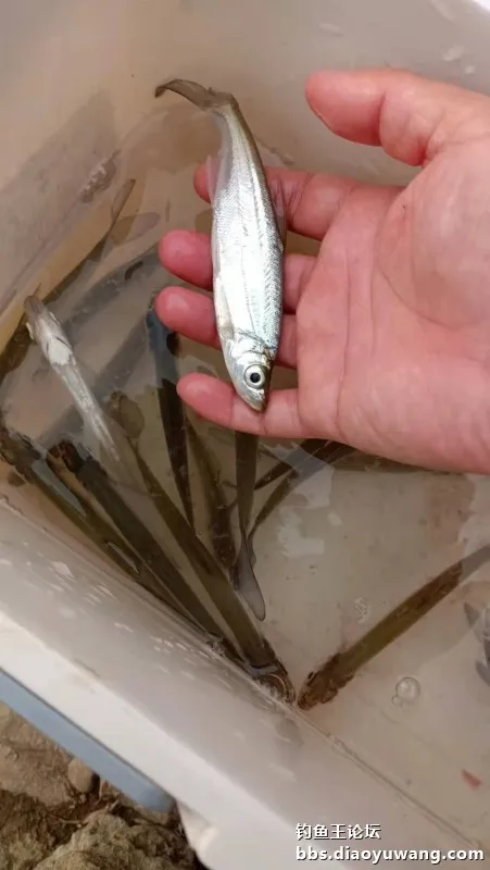 白刺手感太上頭，腥香酒米爆釣翹