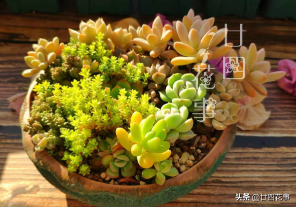 單株多肉看膩了，不妨試試合起來混種，打造多肉拼盤，秀色可餐