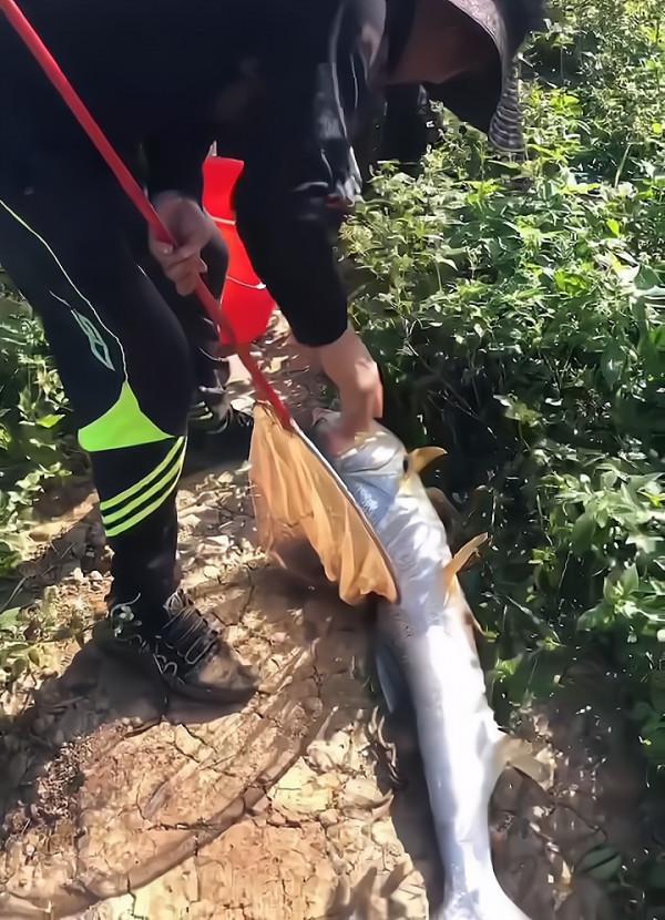1.3米長水老虎被困小水塘,被人釣起時已瘦脫了形,網友:太慘了 1.3米長水老虎被困小水塘,被人釣起時已瘦脫了形,網友:太慘了
