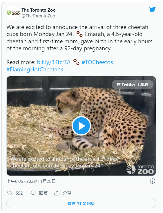 多倫多動物園的非洲獵豹當媽媽了，3只獵豹寶寶軟萌可愛