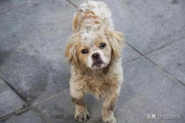 奇聞奇事：萬物皆有靈，來自動物的報恩更感人，看完值得深思