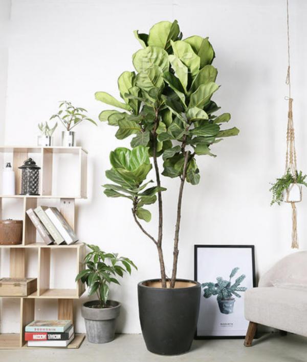 壹舍裝修：電視背景牆最合適擺放哪些植物？