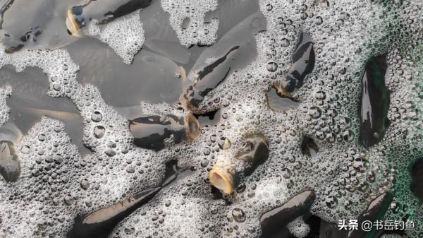 生鮮餌真的好用嗎？水產研究生說出其中蹊蹺！用過的釣友都有同感