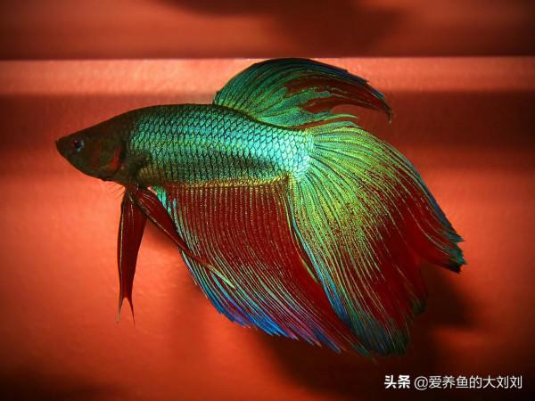 泰國鬥魚可以活多久？如何延長鬥魚的壽命？