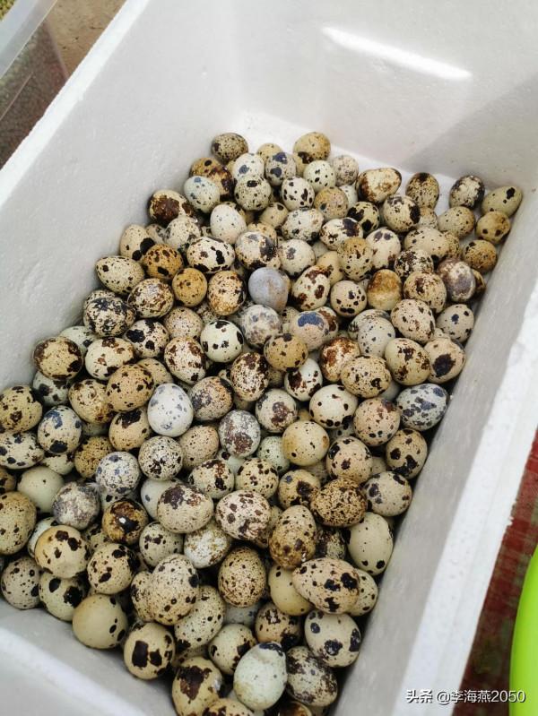 因聽寫語課後詞語,我和11歲的兒子大吵,最後崩潰大哭,後悔啊 因聽寫語課後詞語,我和11歲的兒子大吵,最後崩潰大哭,後悔啊