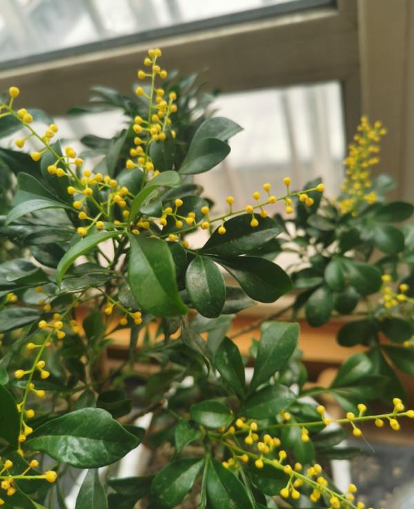 米蘭花如何過冬?做好2點,順利過冬,葉子綠花苞很多芳香迷人 米蘭花如何過冬?做好2點,順利過冬,葉子綠花苞很多芳香迷人