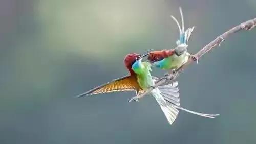 分享圖片&mdash;&mdash;可愛的小小鳥兒