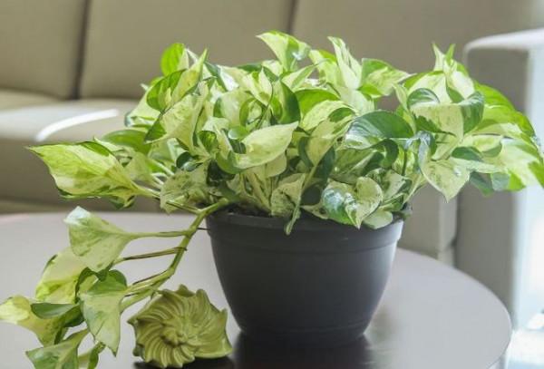 俗語“幹養根，溼養葉”，養花“巧澆水”，根、葉俱旺