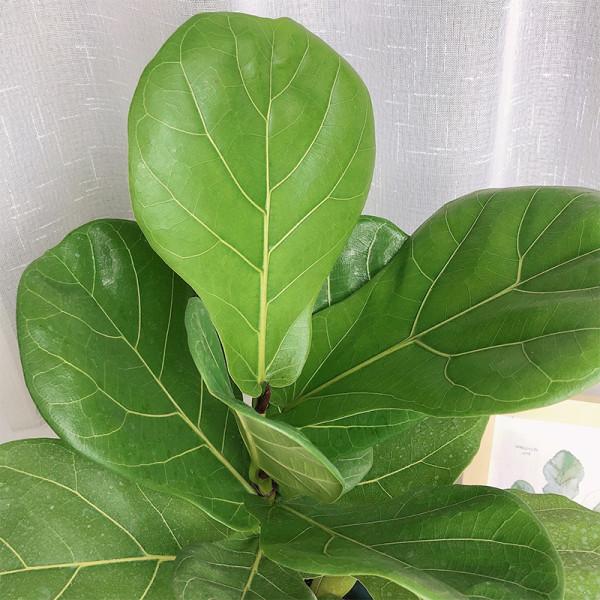 想要琴葉榕冬季不光桿，這幾步要做好，枝繁葉茂，安全越冬