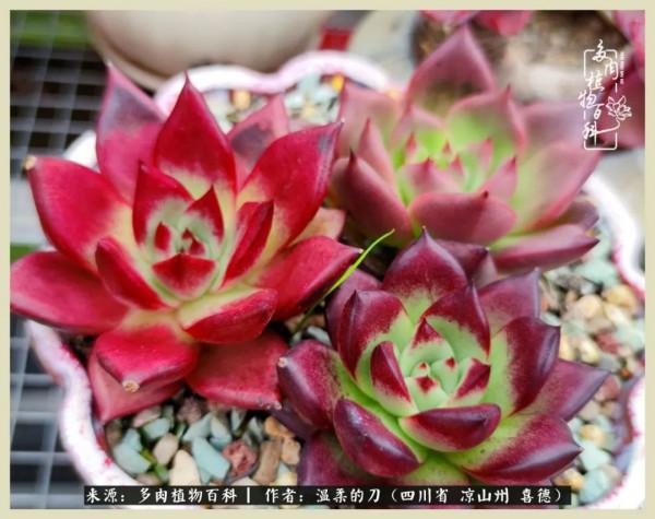 風吹過的夏天,你是仙子落凡間 風吹過的夏天,你是仙子落凡間