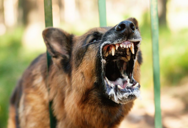 “有攻擊性”的7種狗狗，不適合家養，脾氣很暴躁