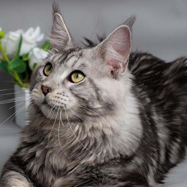 養這些貓很“燒錢”，養得起的人都很牛